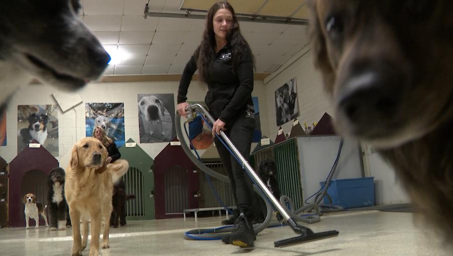 A worker cleans the floor at The Dog Lodge in Salt Lake City. A sometimes-deadly mystery illness in dogs is worrying Utah pet owners and boarding businesses, especially with families boarding their dogs over the upcoming holidays.