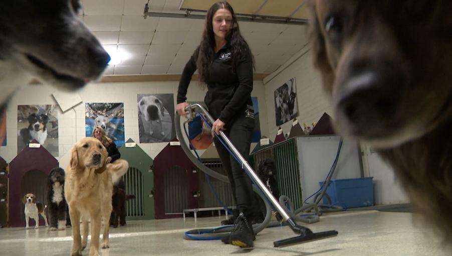 A worker cleans the floor at The Dog Lodge in Salt Lake City. A sometimes-deadly mystery illness in dogs is worrying Utah pet owners and boarding businesses, especially with families boarding their dogs over the upcoming holidays.