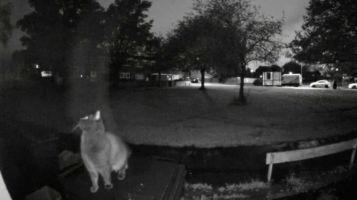 This little clip I'm about to share is more low-key than "Cat Jump Fail with Music." But it's still amusing to see that an animal as infamously agile as a cat still has moments of bellyflopping failure.