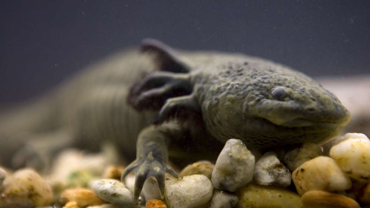 An Axolotl swims in a tank at the Chapultepec Zoo, in Mexico City, Sept. 27, 2008. Ecologists from Mexico's National Autonomous University relaunched a fundraising campaign Friday to bolster conservation efforts for the axolotls.