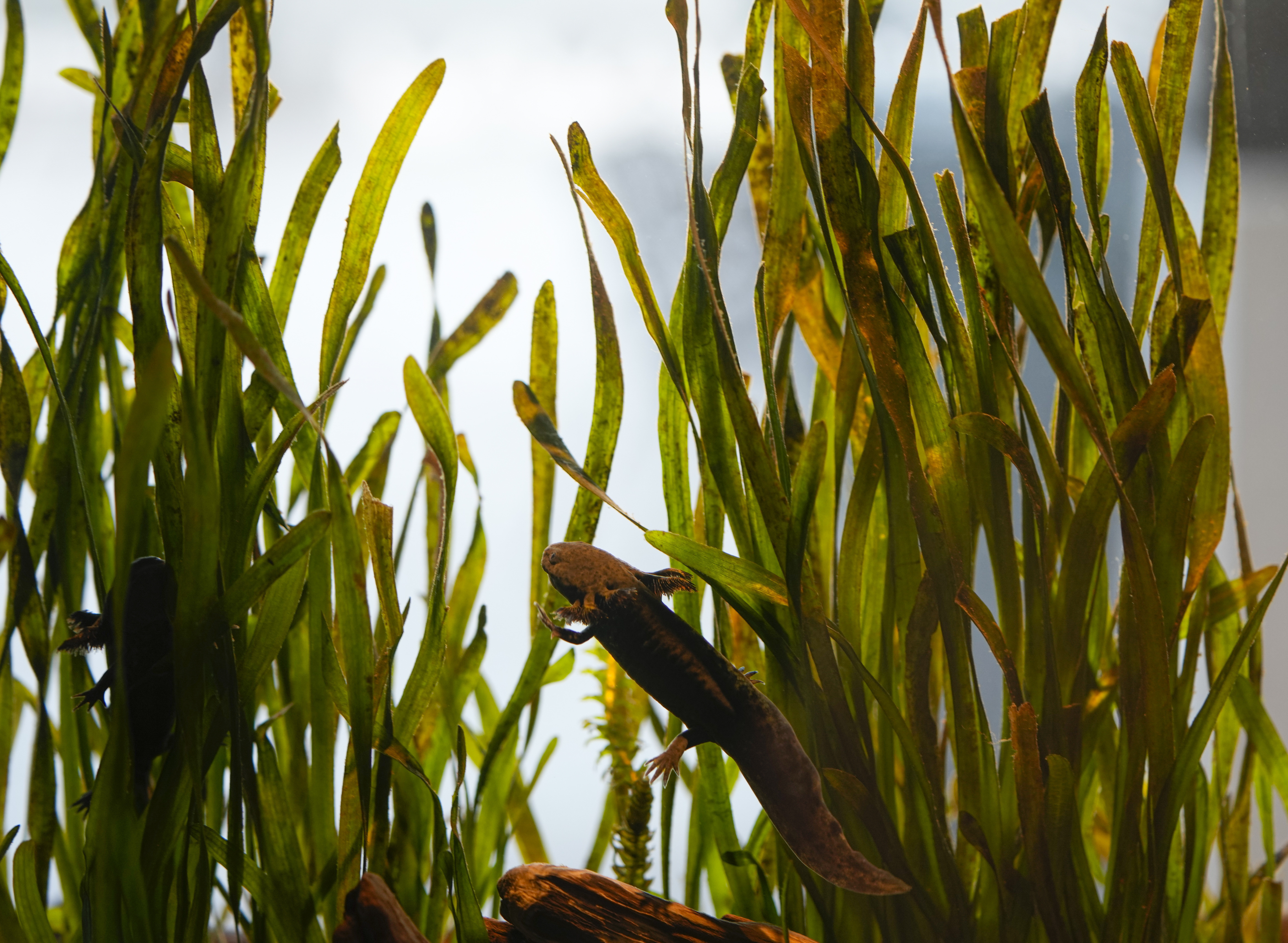 An axolotl swims in a tank at the Chapultepec Park Zoo in Mexico City, Jan. 29. Ecologists from Mexico's National Autonomous University relaunched a fundraising campaign Friday to bolster conservation efforts for the axolotls: an iconic, endangered, fish-like type of salamander.