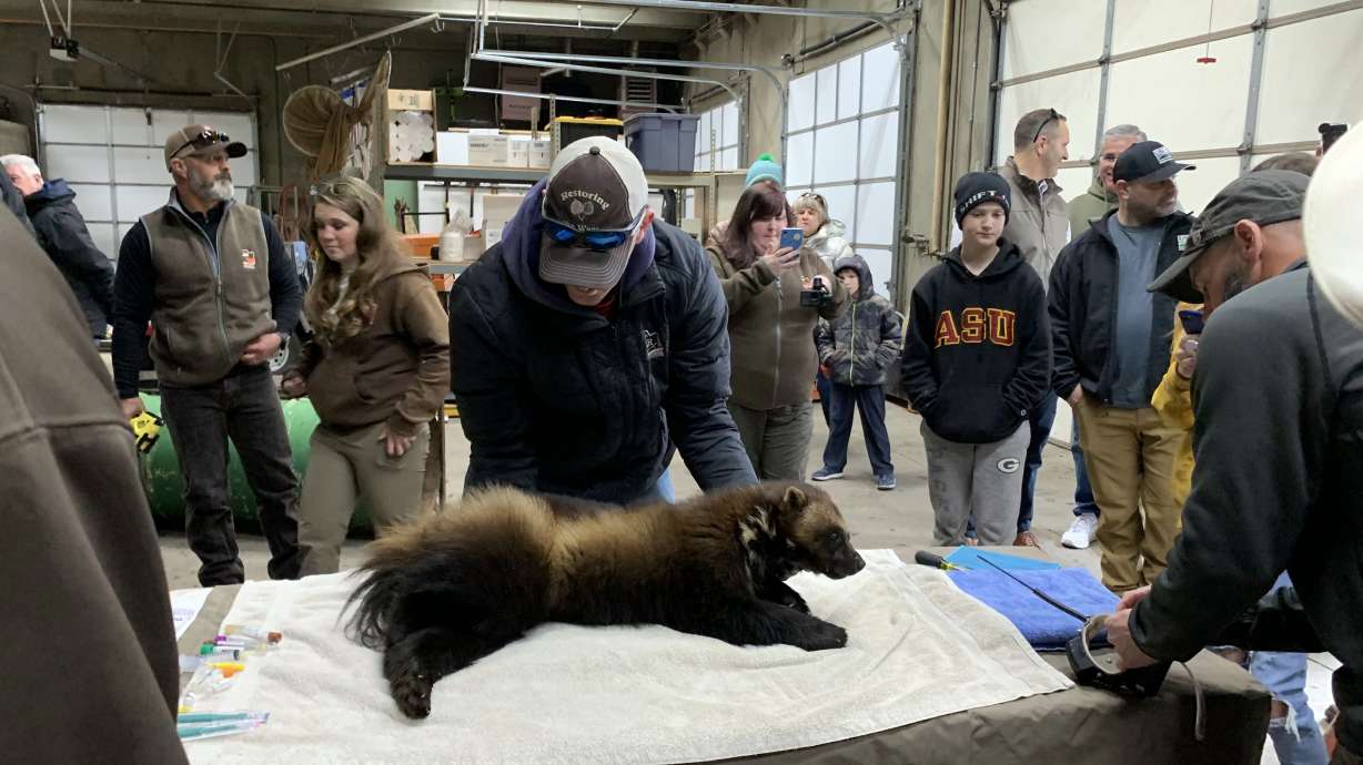 Utah Division of Wildlife Resources Northern Region Wildlife Manager Jim Christensen places a sedated wolverine on an examination table at the DWR office in Ogden on March 11, 2022.