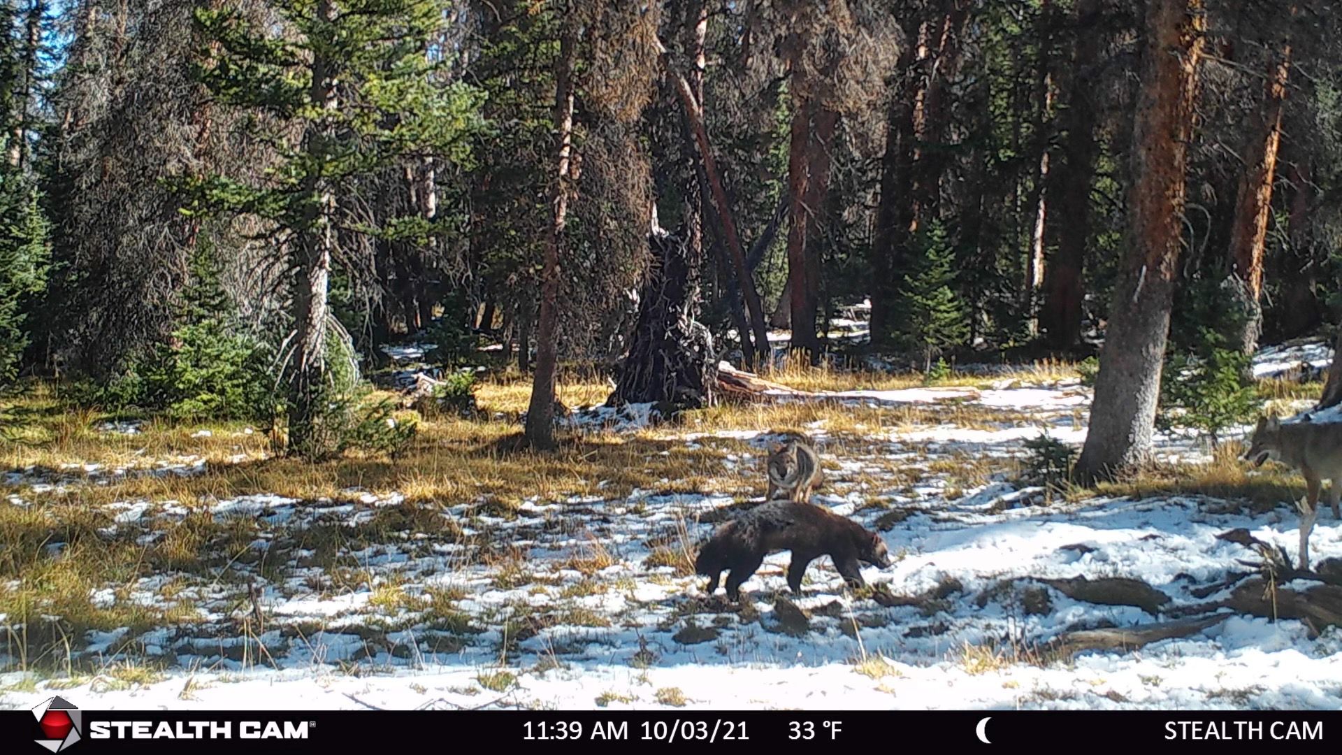 A wolverine and two coyotes are pictured in an image from a camera trap released by the Utah Division of Wildlife Resources.