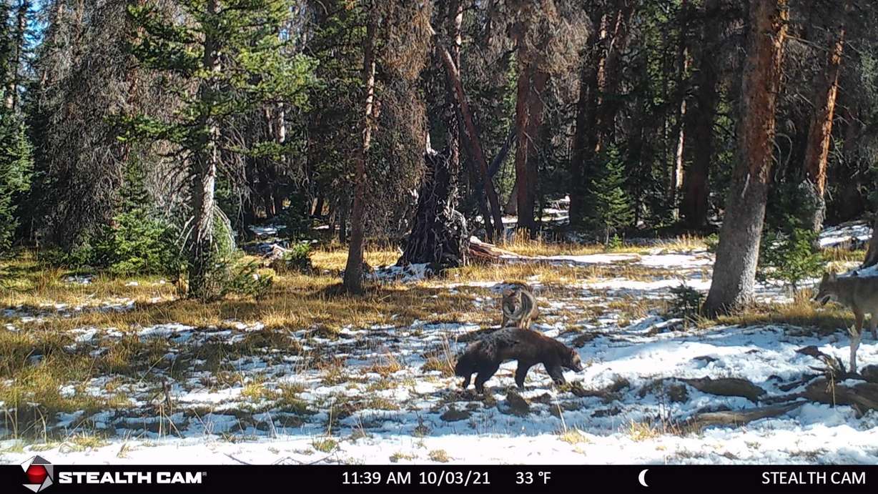 A wolverine and two coyotes are pictured in an image from a camera trap released by the Utah Division of Wildlife Resources.