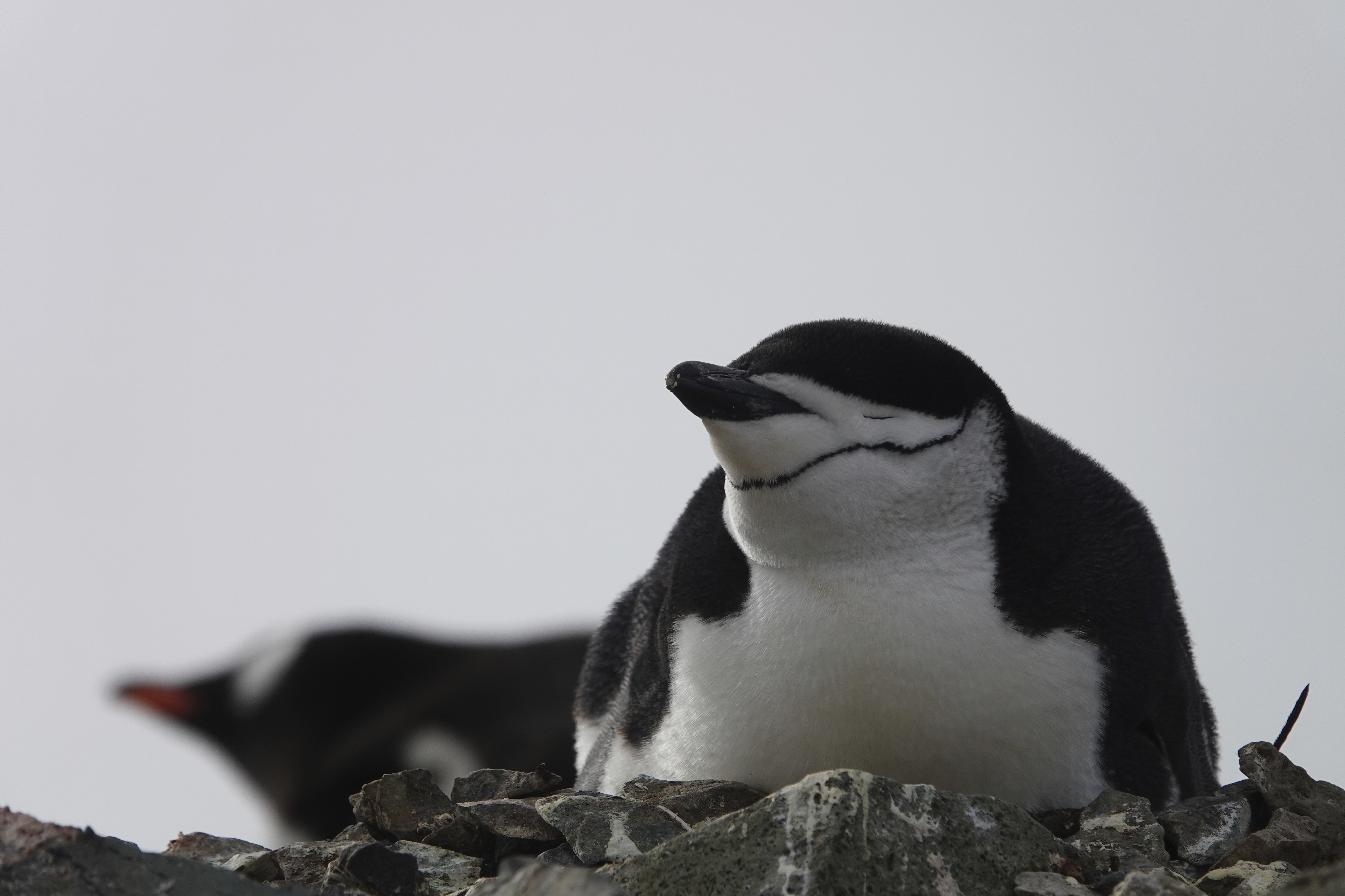 Wild chinstrap penguins are seen on King George Island, Antarctica, in this undated photo. Researchers have discovered that some penguin parents sleep for only seconds at a time around-the-clock to protect their eggs and chicks.