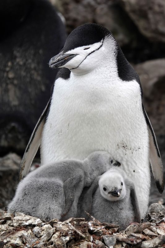 Wild chinstrap penguins guard their fuzzy gray chicks on King George Island, Antarctica, in this undated photo.