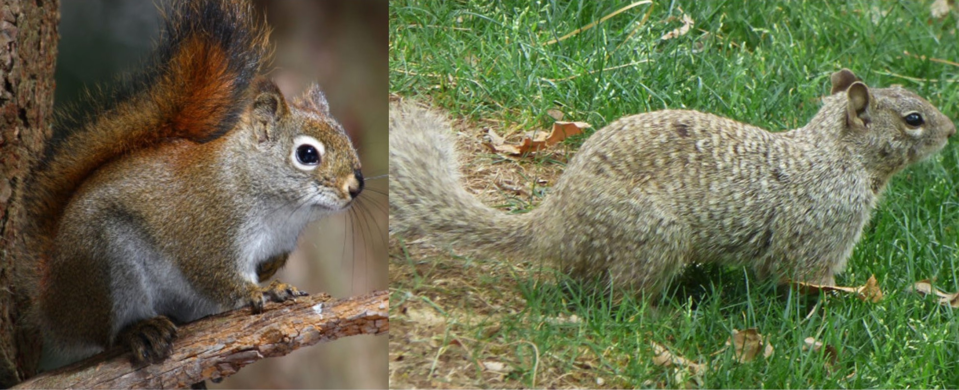 The American red squirrel (left) and rock squirrel (right) are native species to Utah. Identifying information can be found on the museum's website.