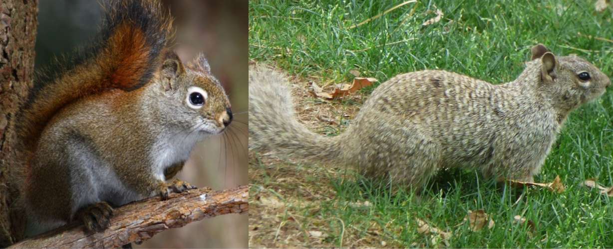 The American red squirrel (left) and rock squirrel (right) are native species to Utah. Identifying information can be found on the museum's website.