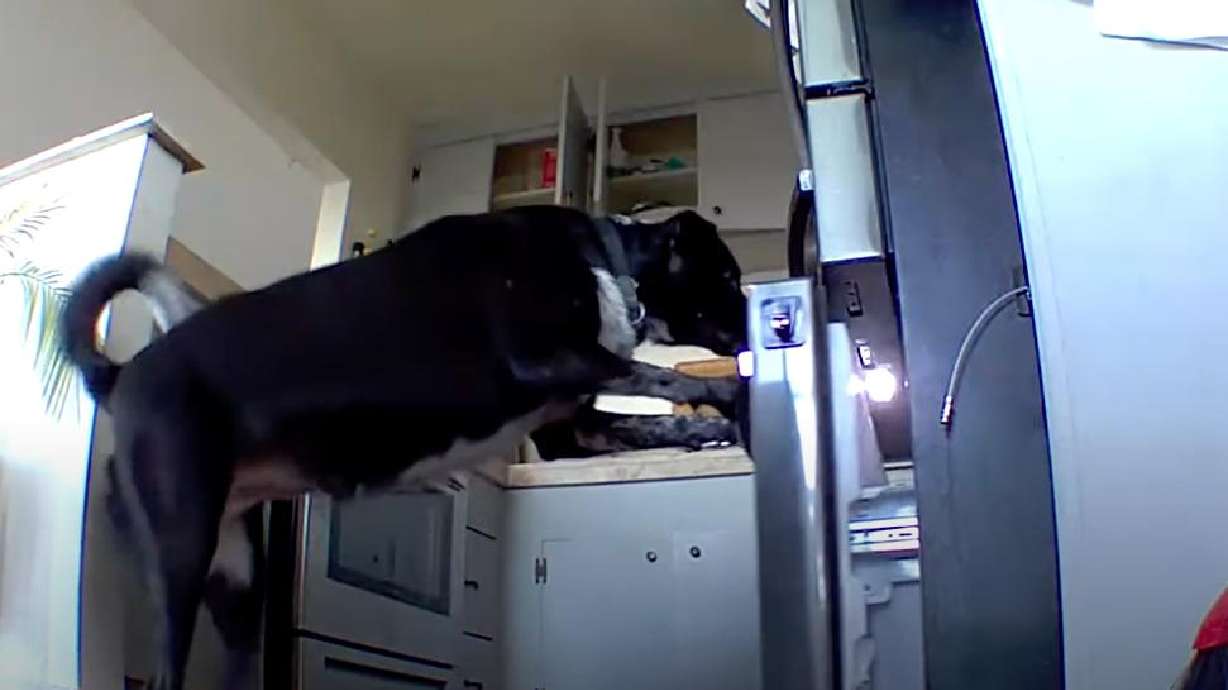 This Monterey, California, dog figures out how to feed itself, despite the owner's wishes.