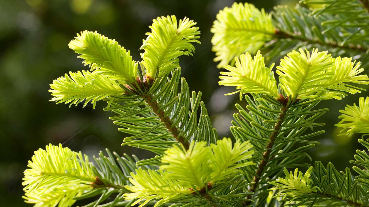 Farms are promising an adequate supply of Christmas trees this year, but are charging more for trees.