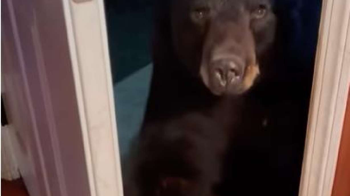 A black bear pays a visit to a woman in Vernon, New Jersey, Oct. 30.
