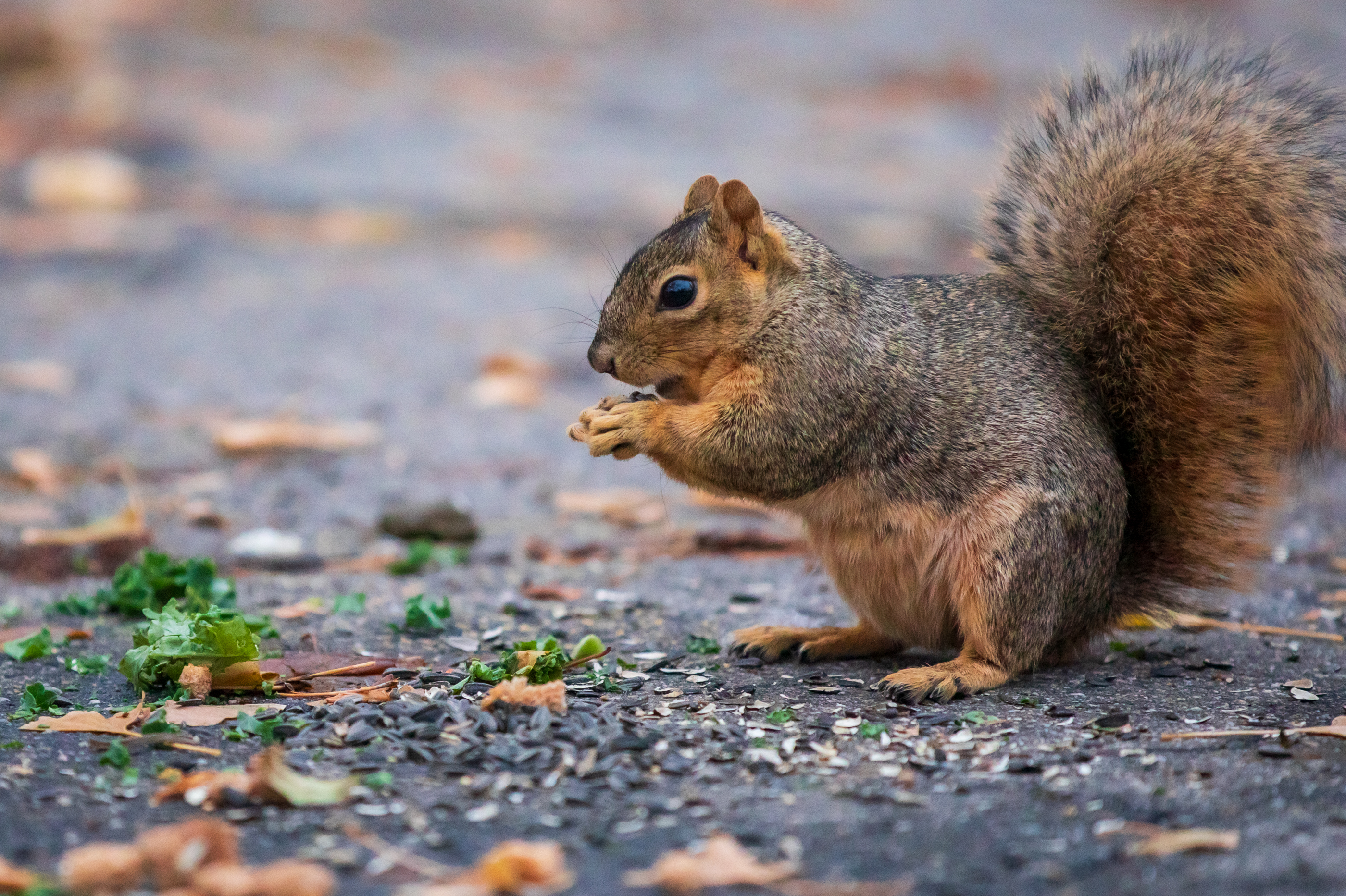 It's a bird, it's a plane, it's — a squirrel!