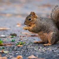 It's a bird, it's a plane, it's — a squirrel!