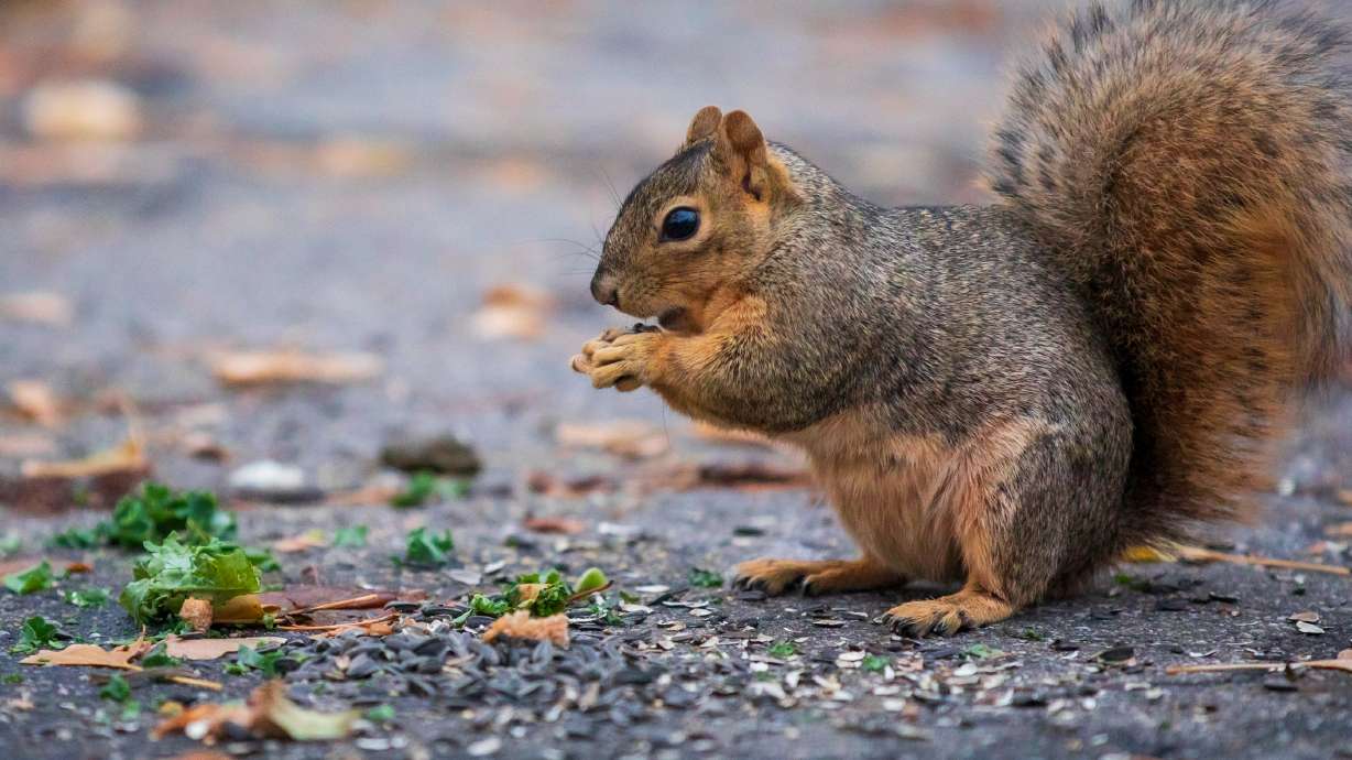 A fox squirrel nibbles on seeds at Allen Park in Salt Lake City on Saturday. The National History Museum of Utah needs the public's help tracking where eastern fox squirrels are showing up around the state.