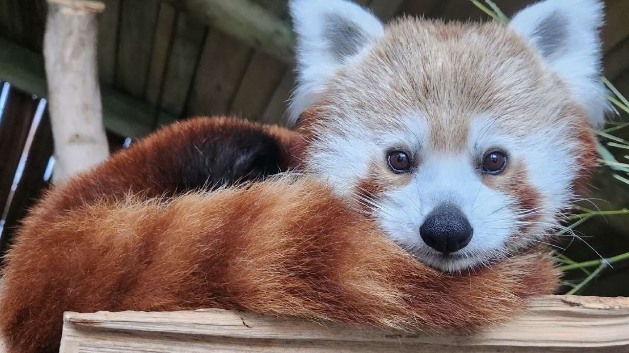 An undated photo of Priya, one of the red pandas at Utah's Hogle Zoo. Zoo officials say that Priya died last week after receiving treatment from an unspecified illness.