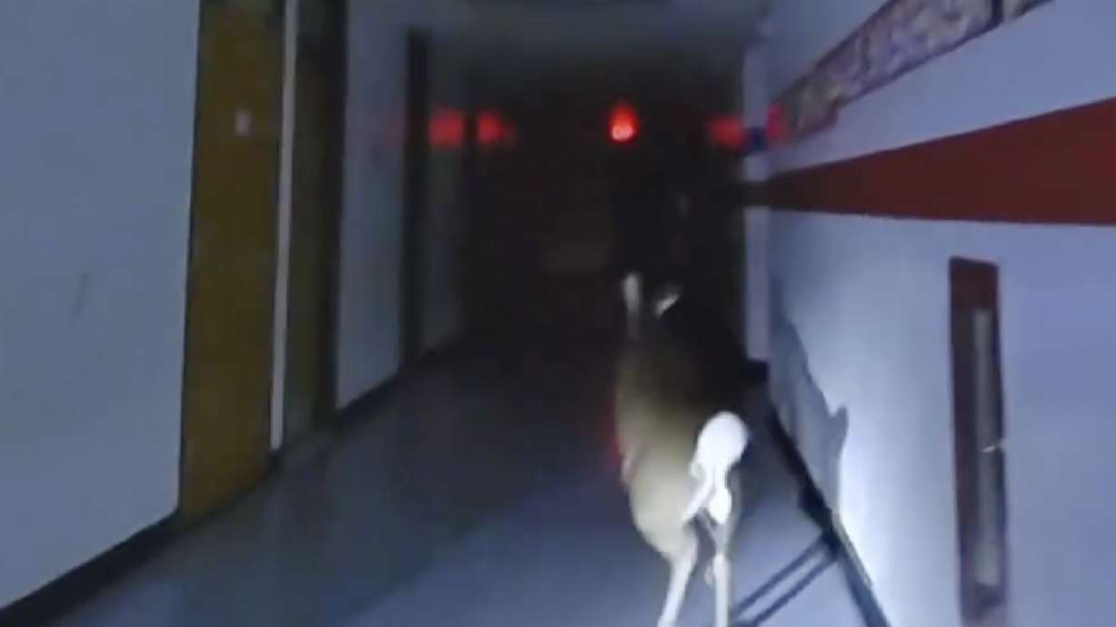 Police body camera video shows officers pursue a deer down a hallway at Cedar Grove Elementary School, Nov. 25, in Toms River, N.J.