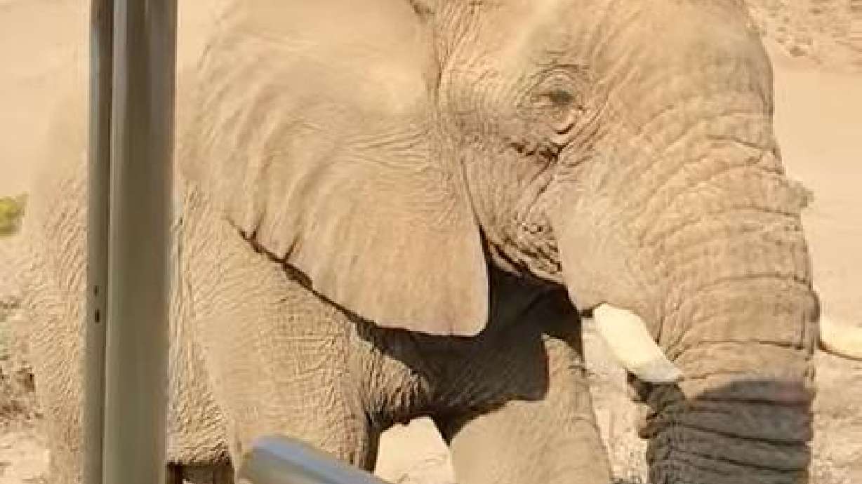 An elephant approaches a safari vehicle at Damaraland Wilderness Camp in Damaraland, Namibia, in South Africa, in August. Watch to see what else it does.