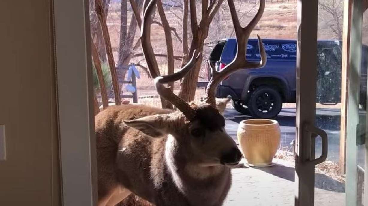 A trophy buck peeks inside a Fort Collins, Colorado, home at a potential competitor. Who do you think would win?