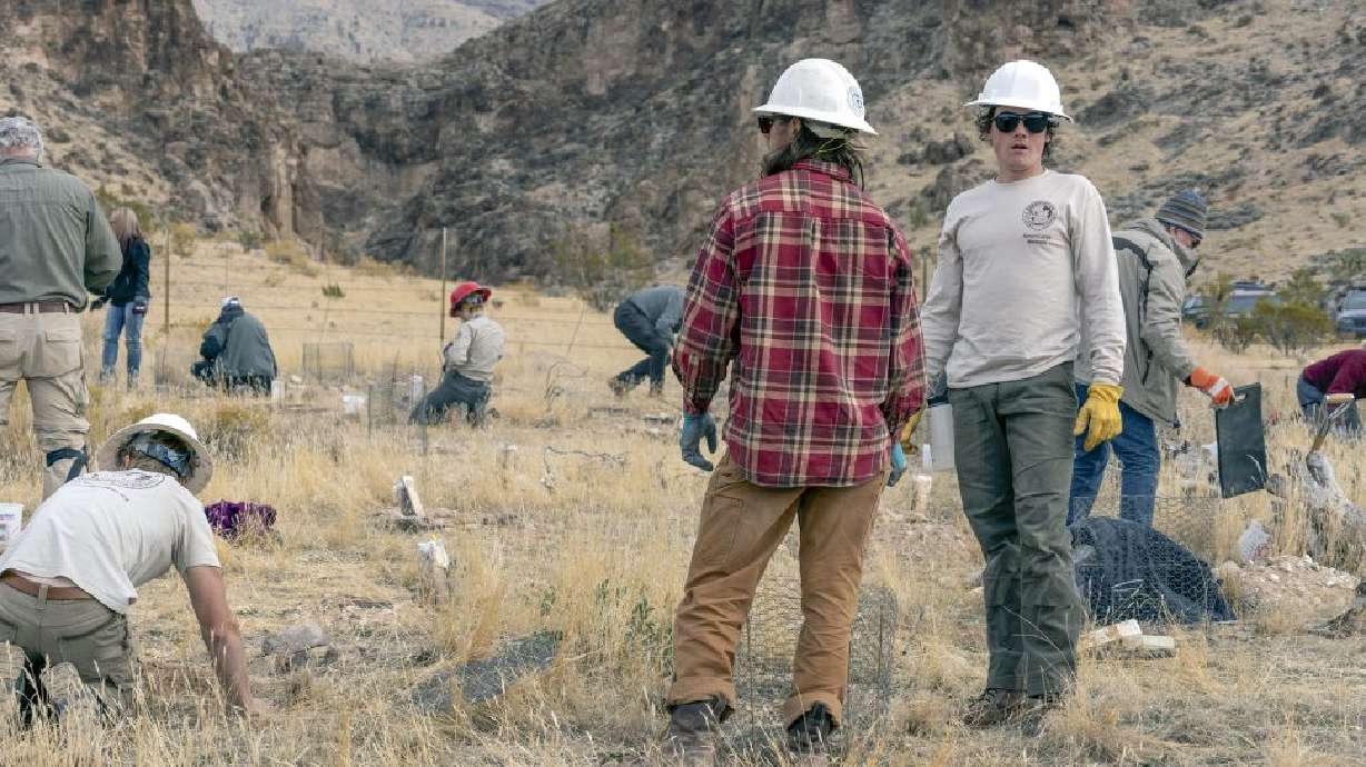 The Bureau of Land Management organized a habitat rehabilitation project in the Beaver Dam Wash National Conservation Area, Utah, Saturday.
