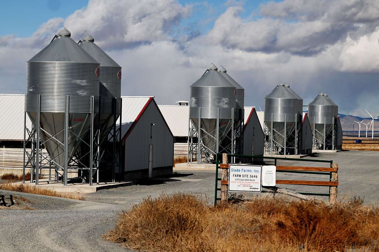 Buildings used to raise hogs owned by Smithfield Foods in Milford on Friday. Smithfield Foods is ending its relationship with more than two dozen hog farms in Beaver County. Hog farming is the No. 1 employer in this rural area of Utah.