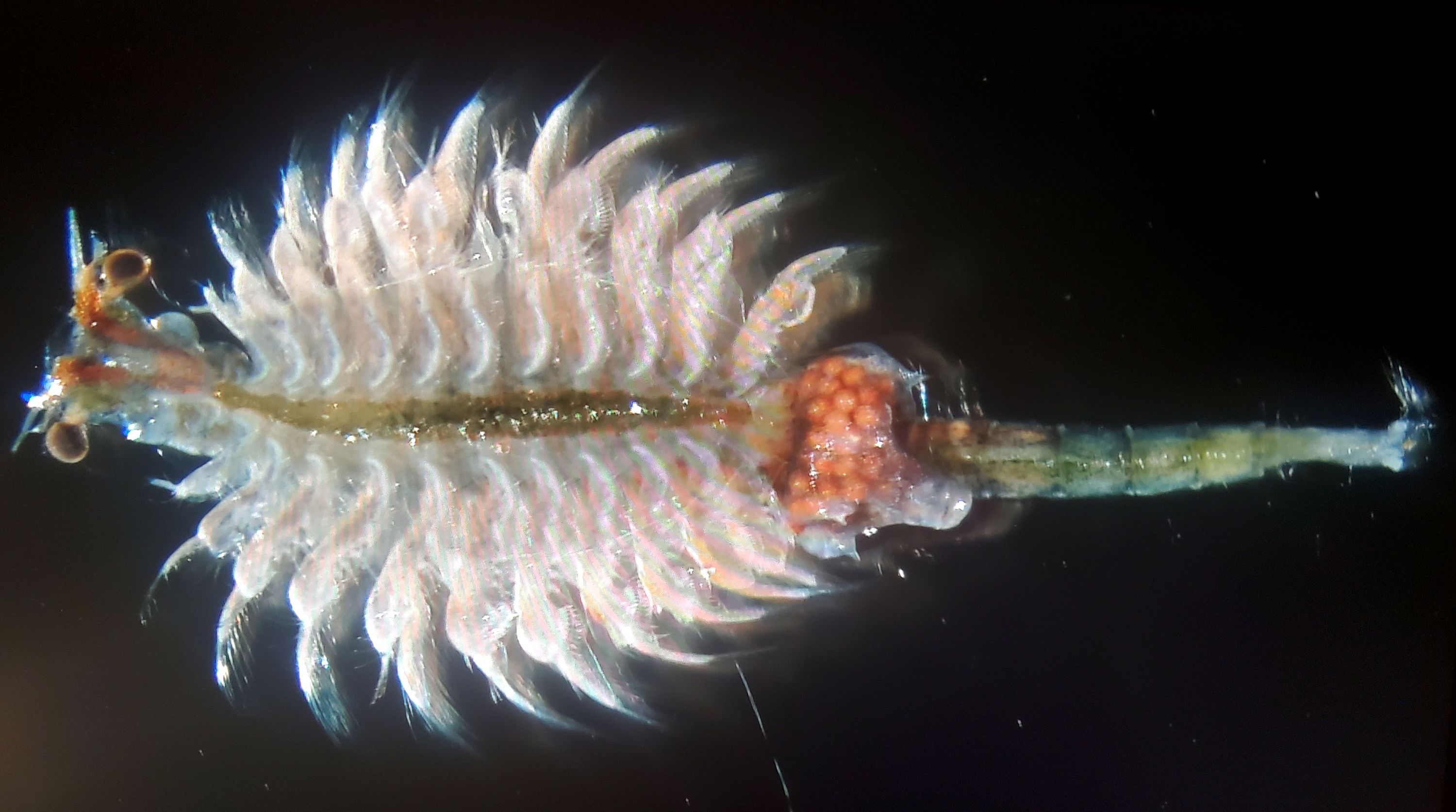 A brine shrimp.