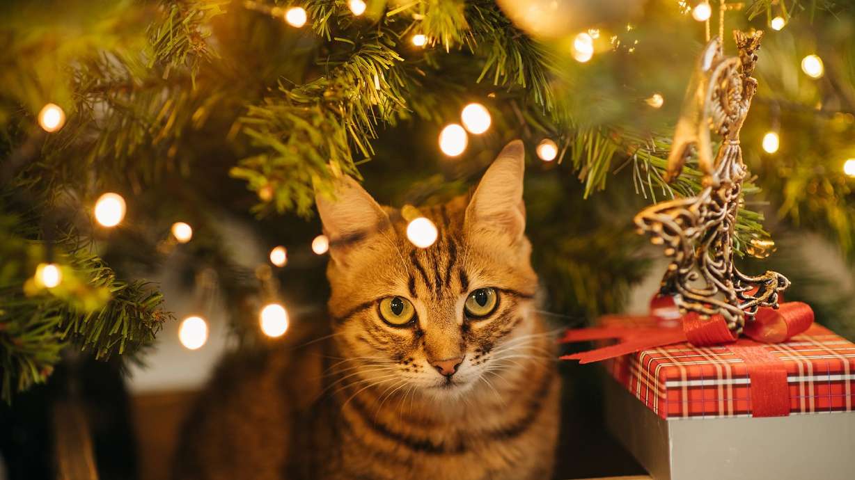 There are steps you can to keep your pet safe during the holidays.