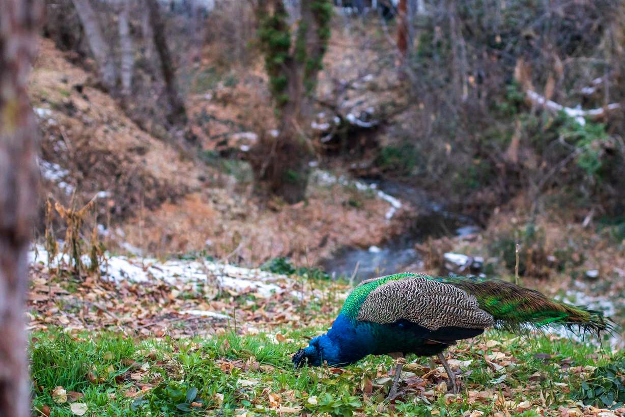 A peacock eats seed as it roams around Allen Park in Salt Lake City on Dec. 2. The park is home to a few peacocks.