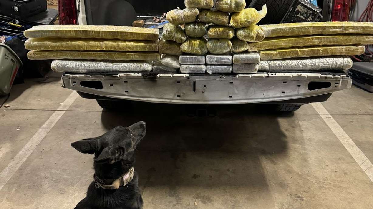 Police K-9 Zora helped Grand County sheriff's deputies find approximately 120 pounds of methamphetamine, cocaine and fentanyl pills during a traffic stop for a minor violation on Monday.