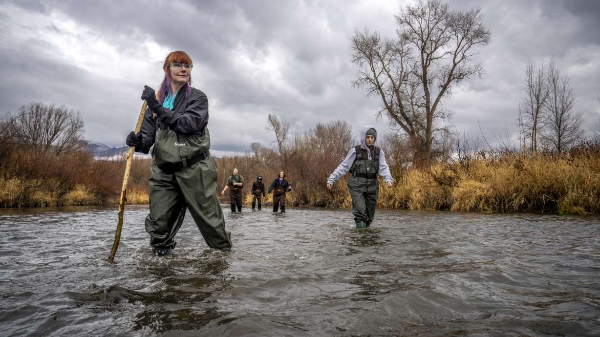 Rossetta Chen and fellow students from Weber State University’s College of Science set up cameras along the Weber River in Morgan County on Nov. 18 as part of a project to monitor river otter populations.
