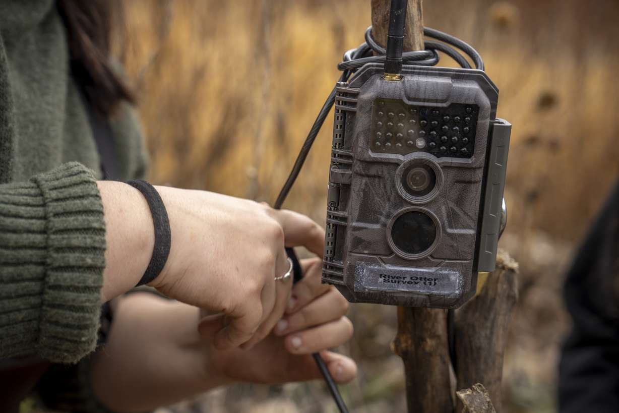 Students from Weber State University’s College of Science set up cameras along the Weber River in Morgan County on Nov. 18 as part of a project to monitor river otter populations.