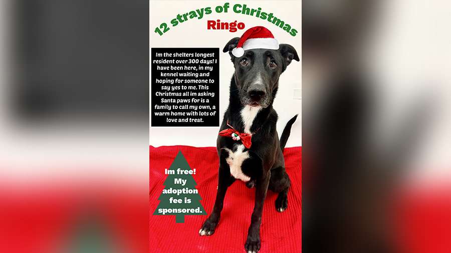 Spanish Fork shelter highlights longest shelter animals during '12 Strays of Christmas'