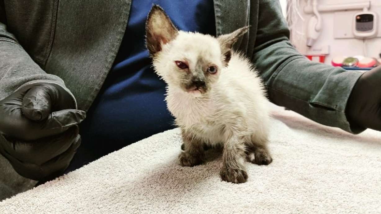 Athena, a 6-week-old Siamese kitten found stuffed into a sandwich-sized plastic container that was duct taped shut is making remarkable progress, according to veterinary staff treating her.