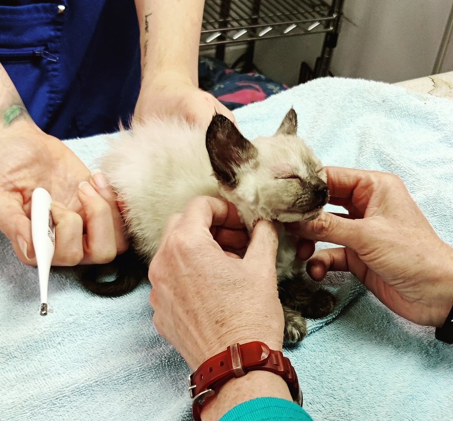 Athena, a 6-week-old Siamese kitten found stuffed into a sandwich-sized plastic container that was duct-taped shut, is making remarkable progress, according to the veterinarian staff treating her.