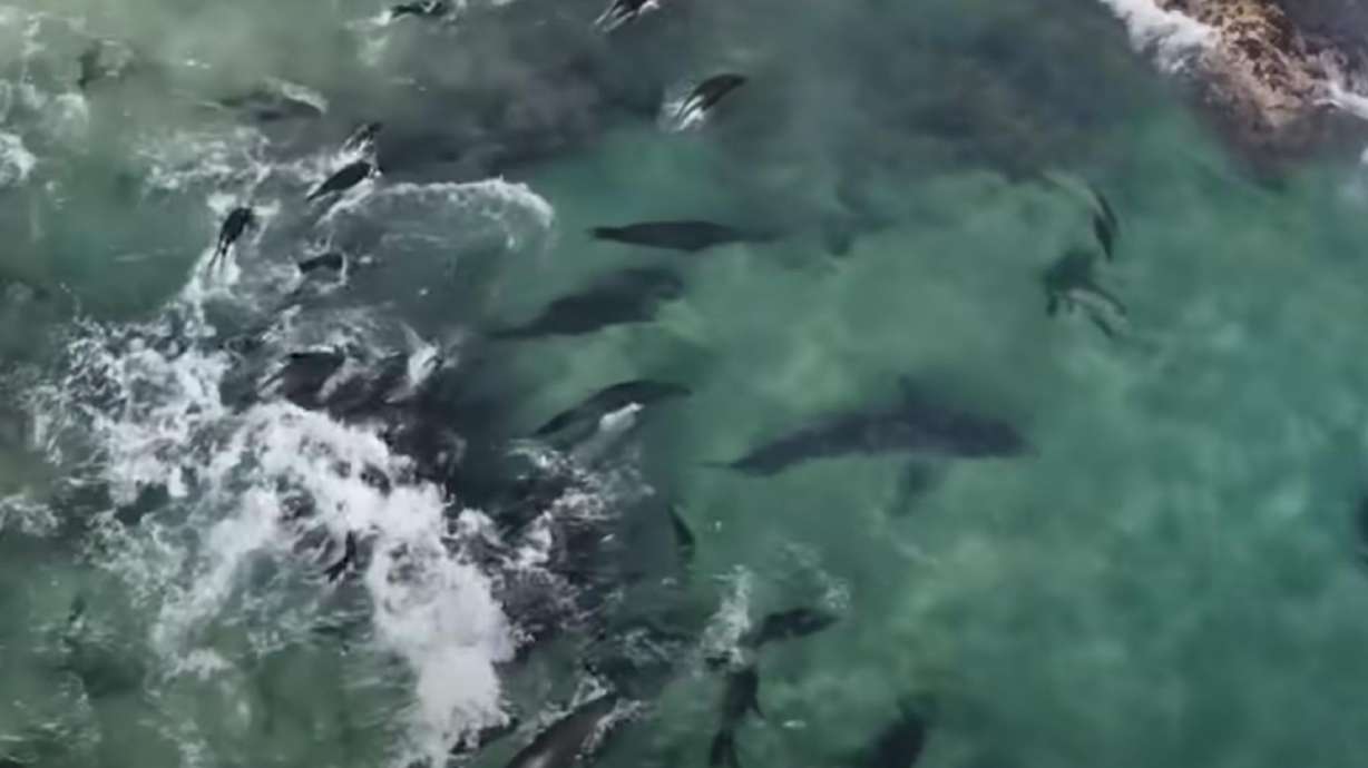 Video footage captured by BBC Earth for the wildly popular show "Planet Earth," shows a gang of seals embracing a group mentality to ward off their biggest predator — literally and figuratively — the great white shark.