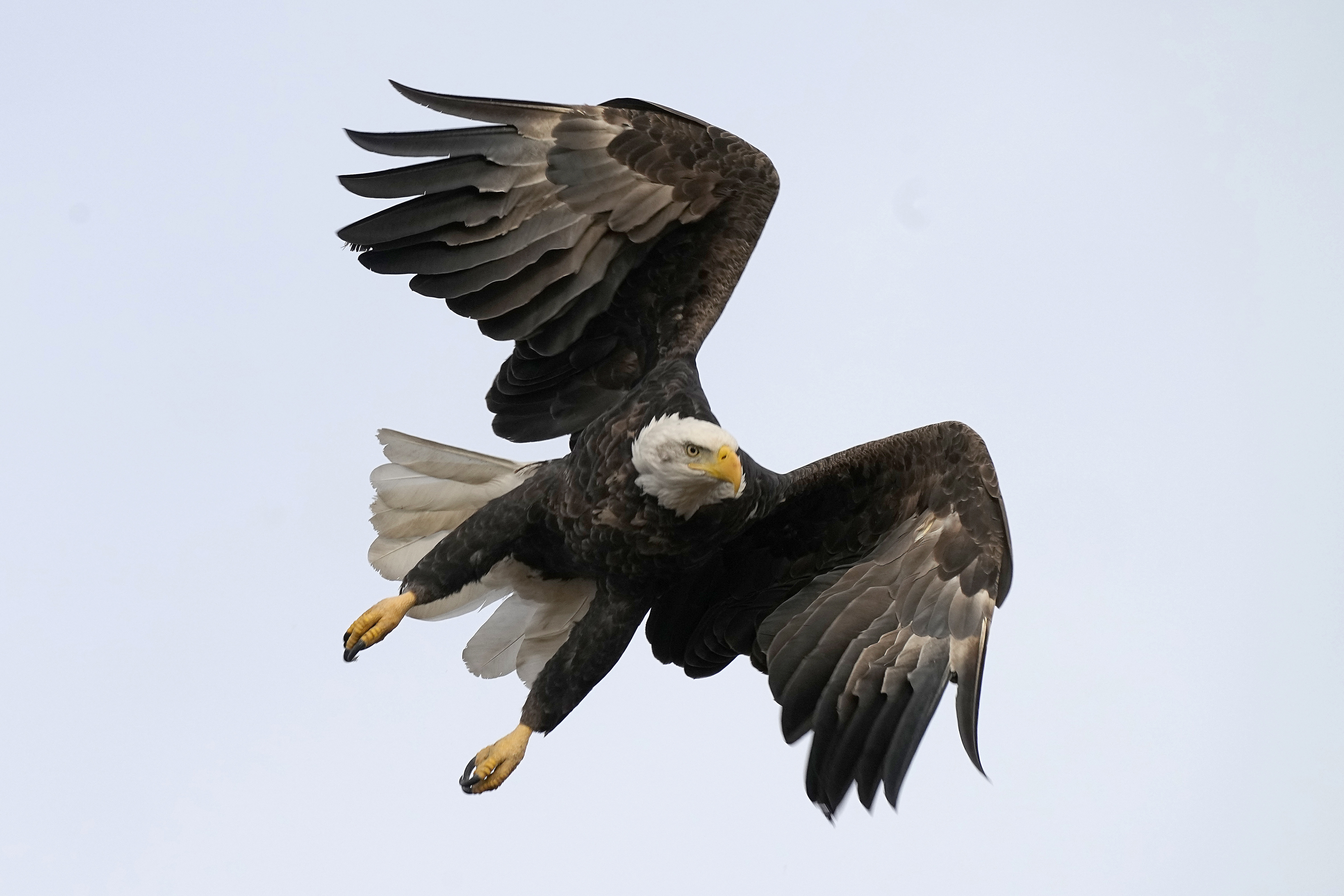 A federal grand jury in Montana early December has indicted two men accused of killing about 3,600 birds, including bald eagles and golden eagles, and selling them on the black market. 