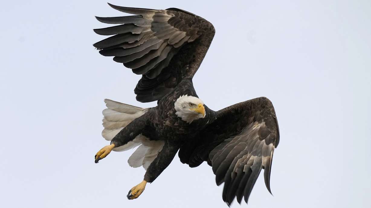 A federal grand jury in Montana early December has indicted two men accused of killing about 3,600 birds, including bald eagles and golden eagles, and selling them on the black market.