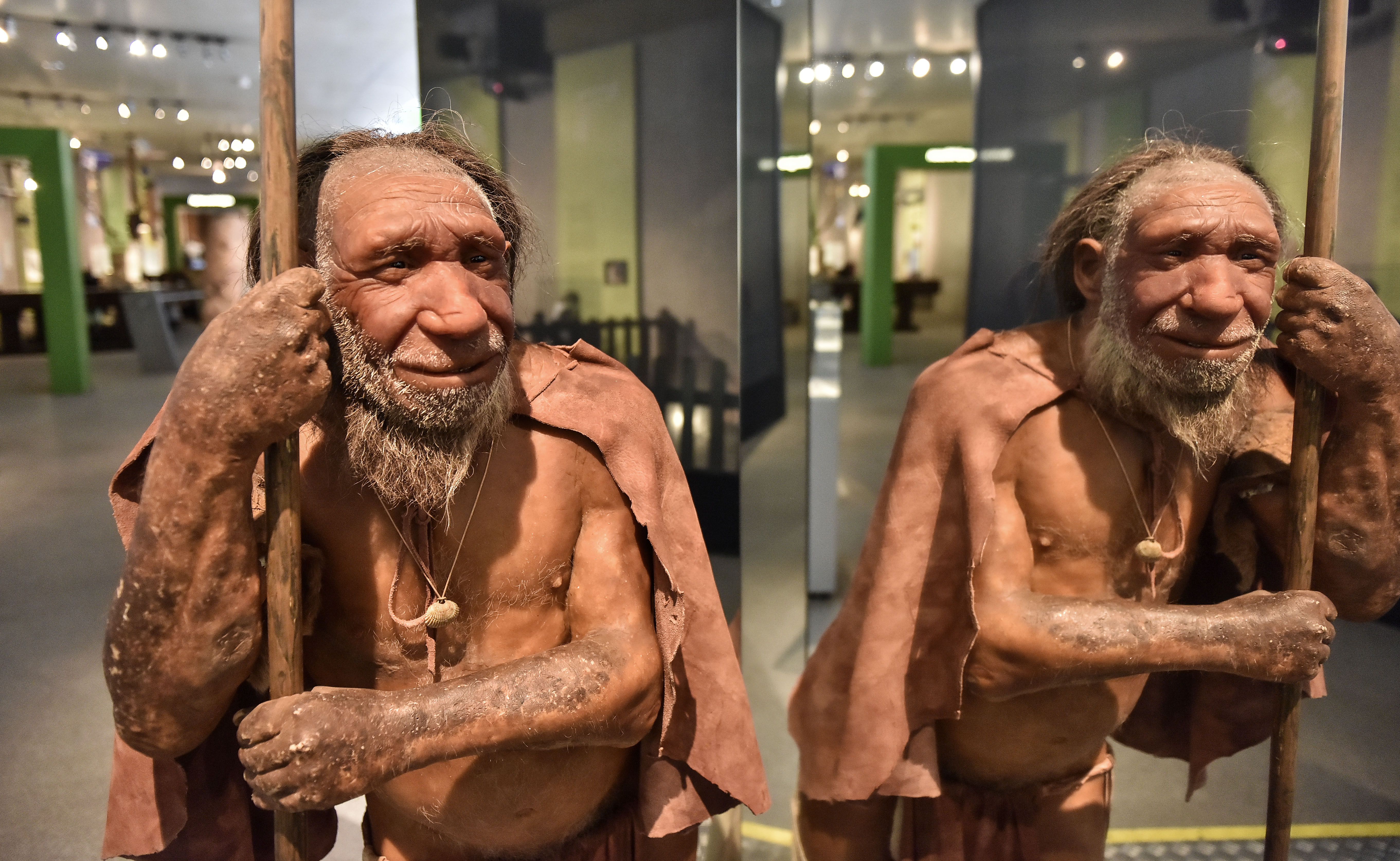 A reconstruction of a Homo neanderthalensis, who lived within Eurasia from circa 400,000 until 40,000 years ago, is pictured at the Neanderthal Museum in Mettmann, Germany.