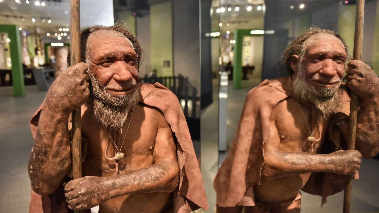 A reconstruction of a Homo neanderthalensis, who lived within Eurasia from circa 400,000 until 40,000 years ago, is pictured at the Neanderthal Museum in Mettmann, Germany.