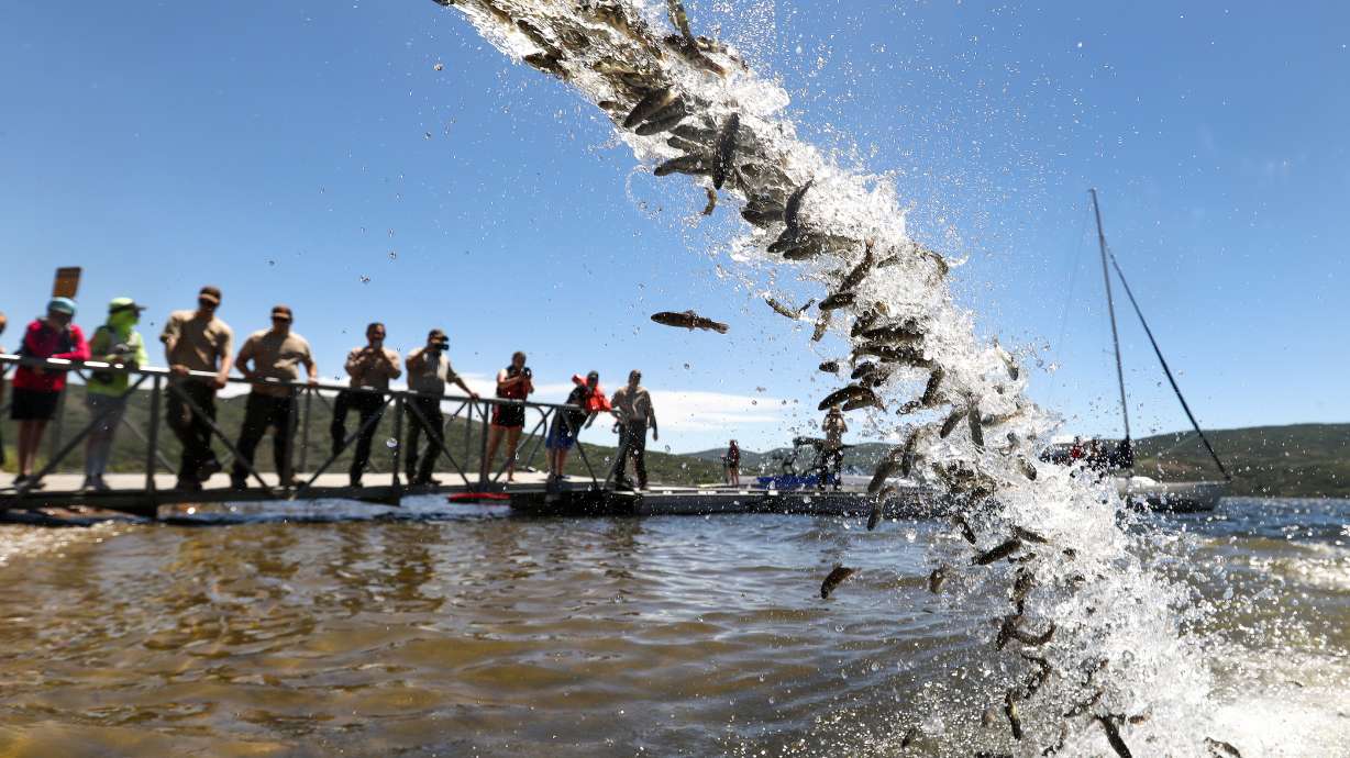 Thousands of splake spill into the Jordanelle Reservoir May 21, 2018. More than 10.6 million fish were stocked and released into bodies of water across Utah this year, state wildlife officials said Thursday.