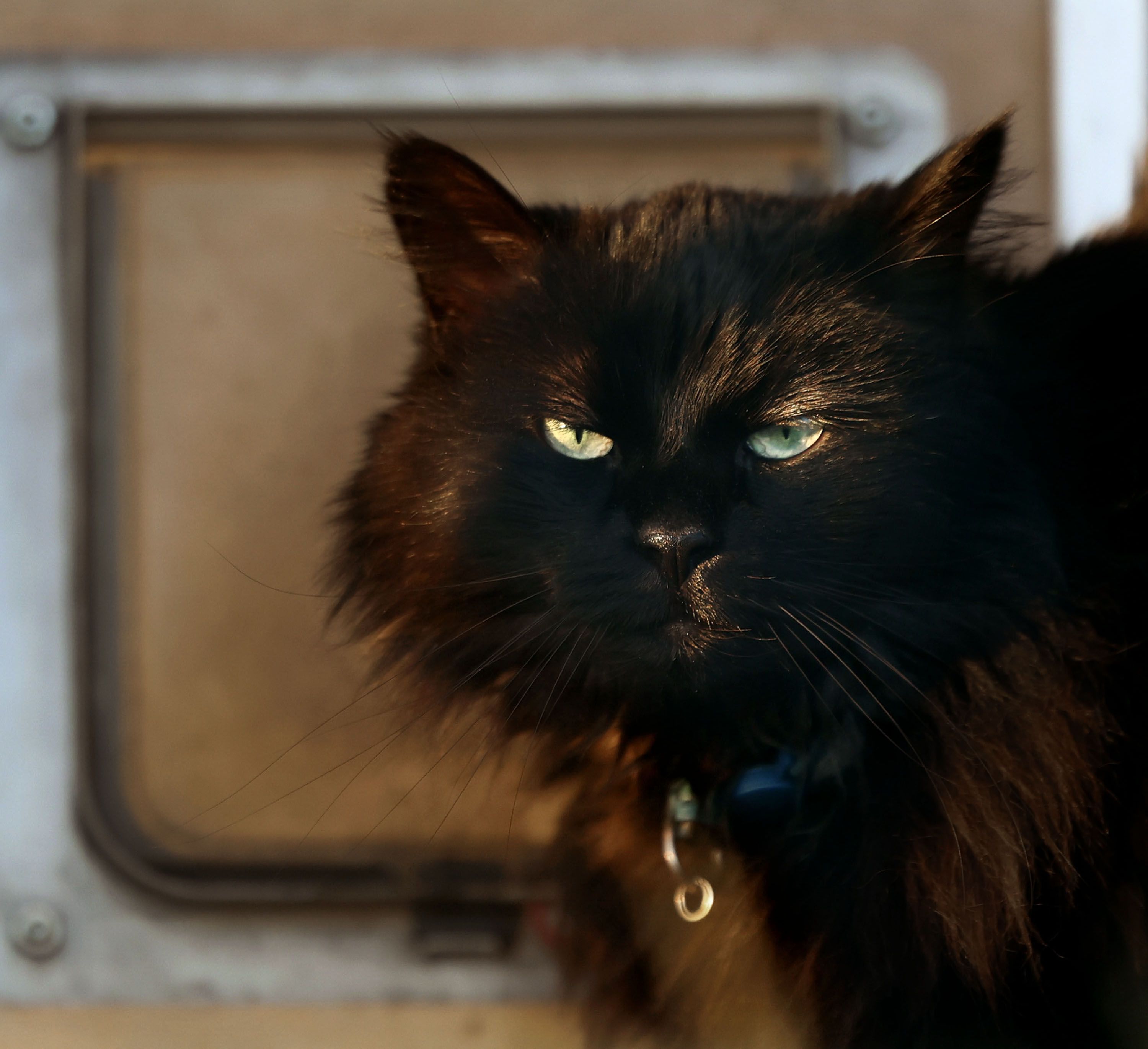 A cat stands next to its door at a home in Salt Lake City on Thursday. Nature Communications journal has released a study noting that free-ranging cats “are amongst the most problematic invasive species in the world.”
