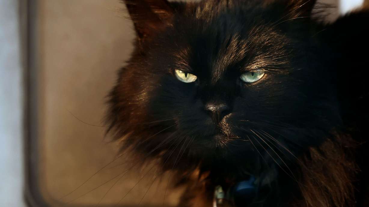 A cat stands next to its door at a home in Salt Lake City on Thursday. Nature Communications journal has released a study noting that free-ranging cats “are amongst the most problematic invasive species in the world.”