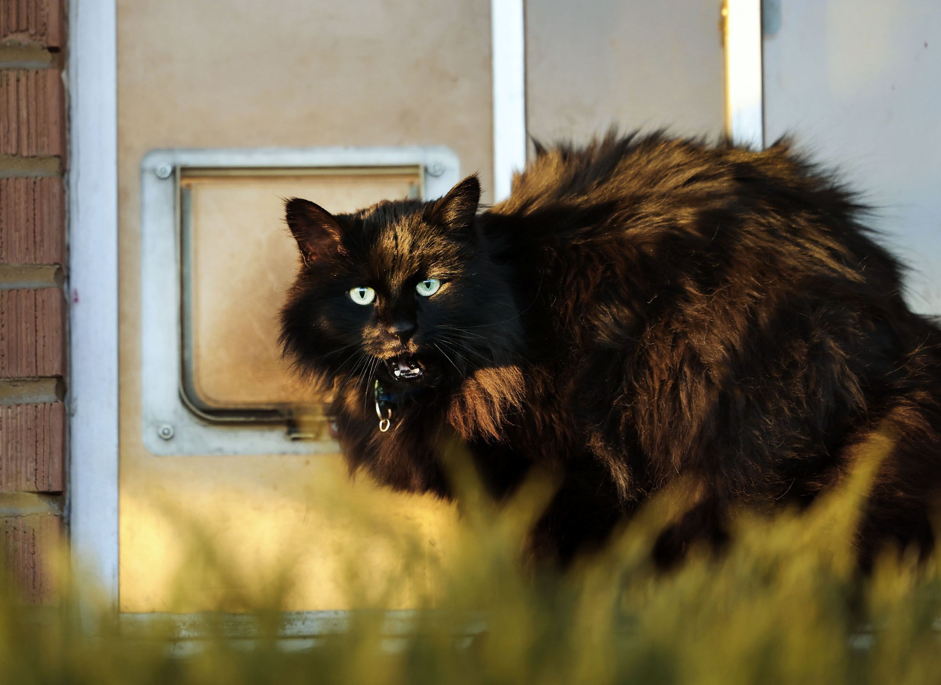 A cat stands next to its door at a home in Salt Lake City on Thursday. Nature Communications journal has released a study noting that free-ranging cats “are amongst the most problematic invasive species in the world.”