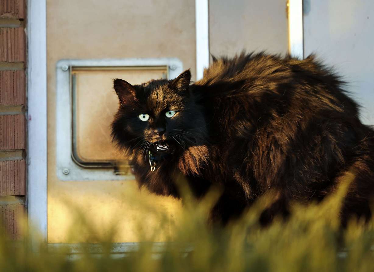 A cat stands next to its door at a home in Salt Lake City on Thursday. Nature Communications journal has released a study noting that free-ranging cats “are amongst the most problematic invasive species in the world.”