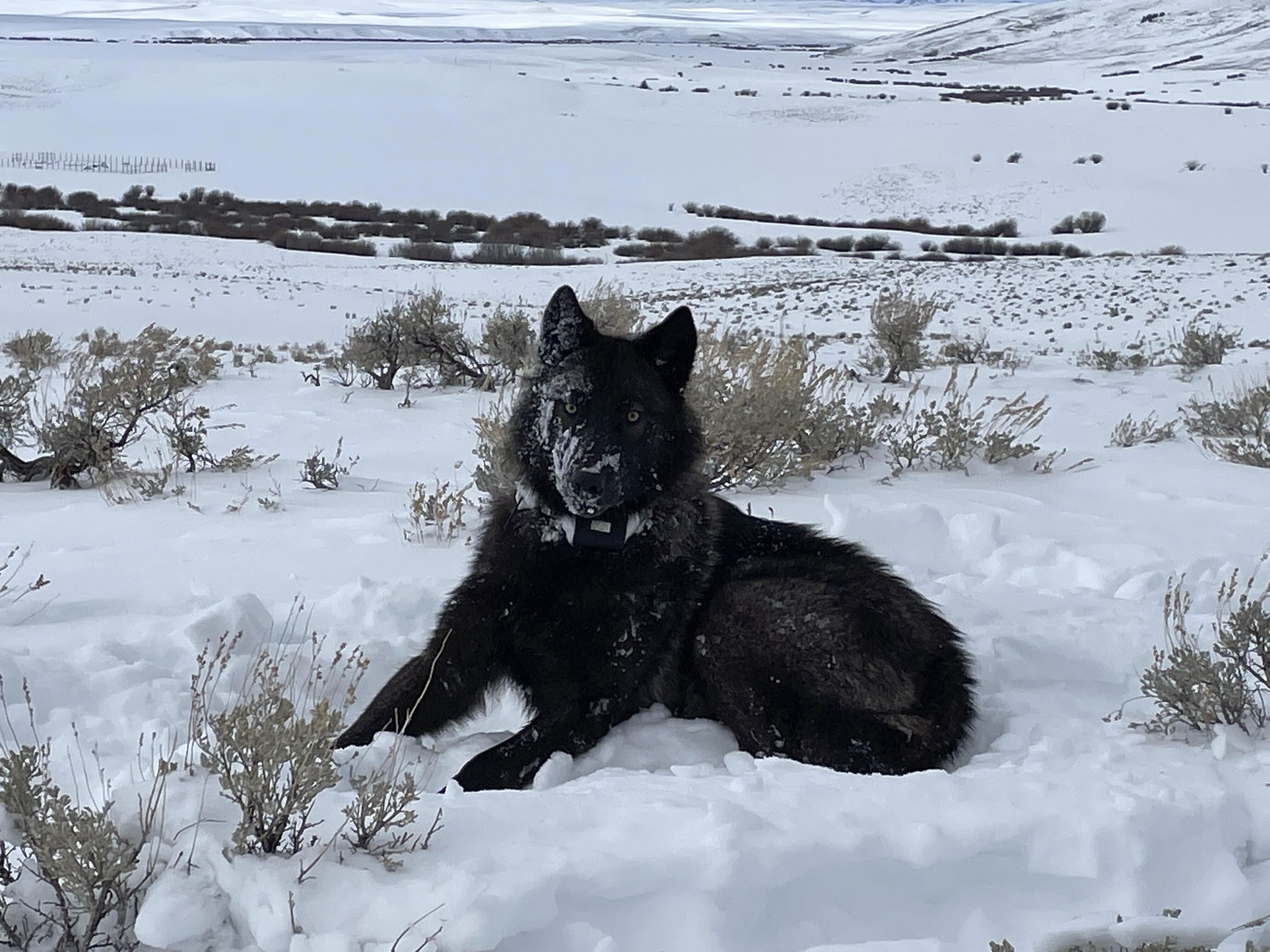 A female wolf pup is seen in North Park, Colo., in this February 2022 photo. Ranchers this week argued the federal government failed to do a sufficient review of the ramifications of the reintroduction of wolves in Colorado, with the case coming under review by a federal judge.