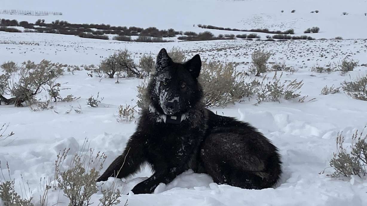 A female wolf pup is seen in North Park, Colo., in this February 2022 photo. Ranchers this week argued the federal government failed to do a sufficient review of the ramifications of the reintroduction of wolves in Colorado, with the case coming under review by a federal judge.