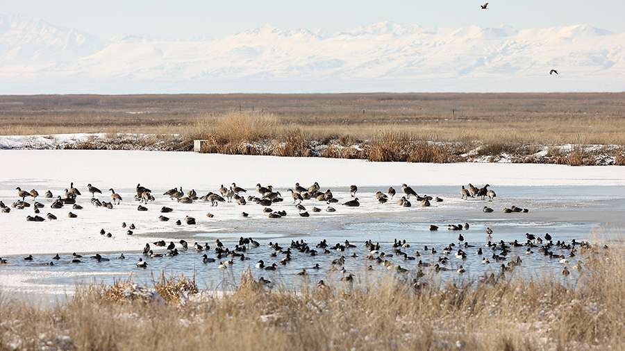 Canada geese, canvasback ducks, scaup ducks, redhead ducks, ring-necked ducks and mallard ducks gather in a pond made from stormwater as northern harriers fly above them in the Great Salt Lake Shorelands Preserve in western Davis County.
