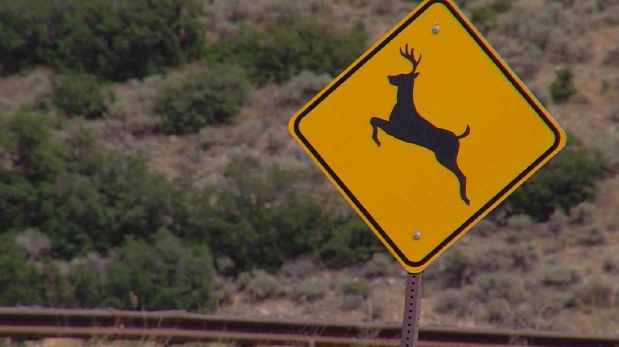 A year ago, the Utah Division of Wildlife Resources and Utah Department of Transportation launched the Utah Roadkill Reporter app for drivers to report roadkill incidents to officials. Here's what the data shows and what has been learned.
