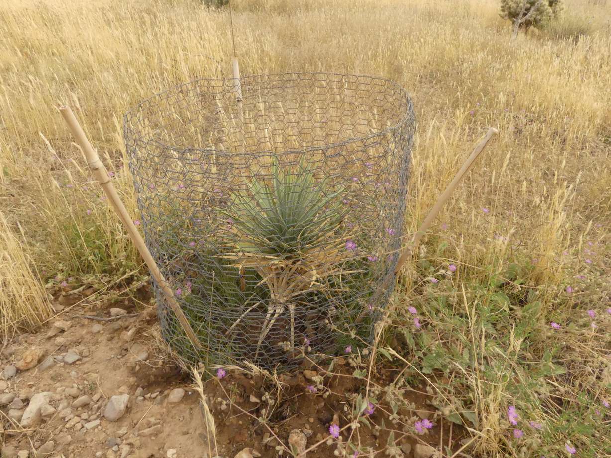 A sapling Joshua tree inside of a staked-down poultry wire cage which provides protection from predators until the trees have established root systems, also protecting them from being eaten.