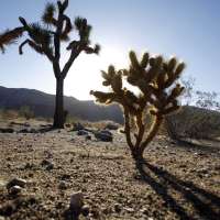 Saving Joshua trees: Utah program discovers successful method