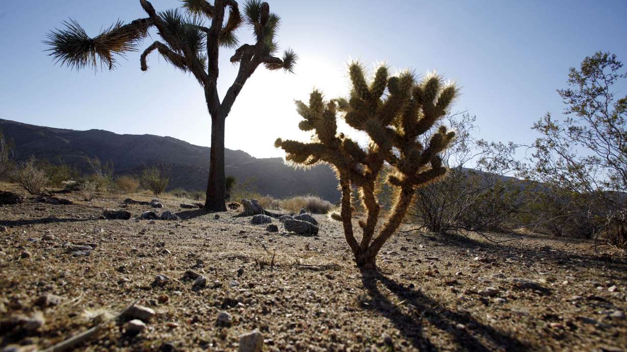 A seedling Joshua tree in the Mojave Desert near Apple Valley, Calif., Nov. 8, 2010. A Utah nonprofit organization is hoping to see more success growing the native trees.